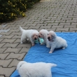 br�cha n�kam odch�z� - 20. den